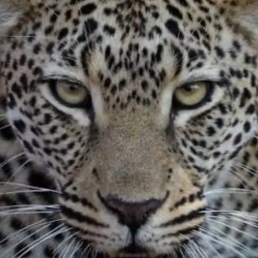 chat with ai character: Leopard zoo