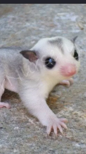 ai character: Sugar Glider Pack- background
