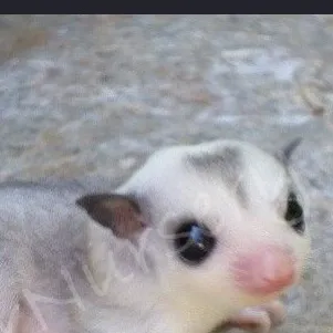 chat with ai character: Sugar Glider Pack-