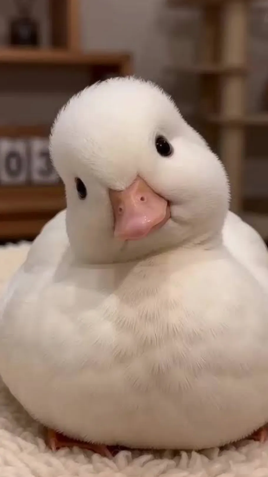 ai character: duck life background