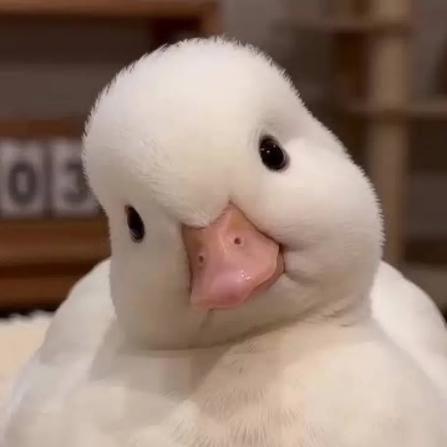 chat with ai character: duck life
