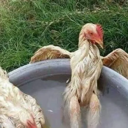 chat with ai character: Chicken