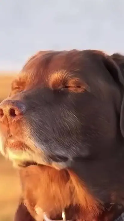 ai character: Dog background
