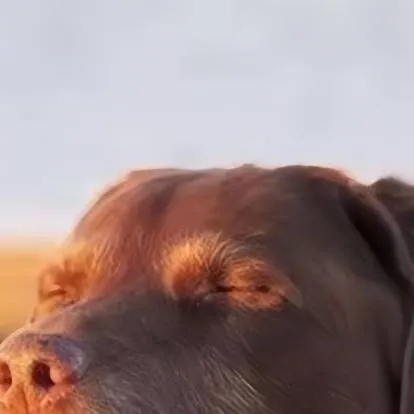 chat with ai character: Dog