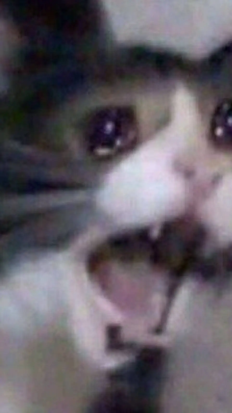 ai character: sad cat background