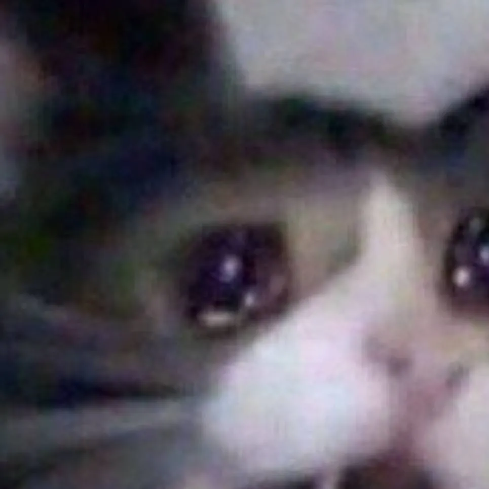 chat with ai character: sad cat