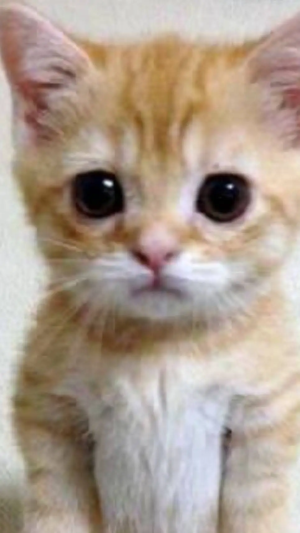 ai character: lil kitten  background