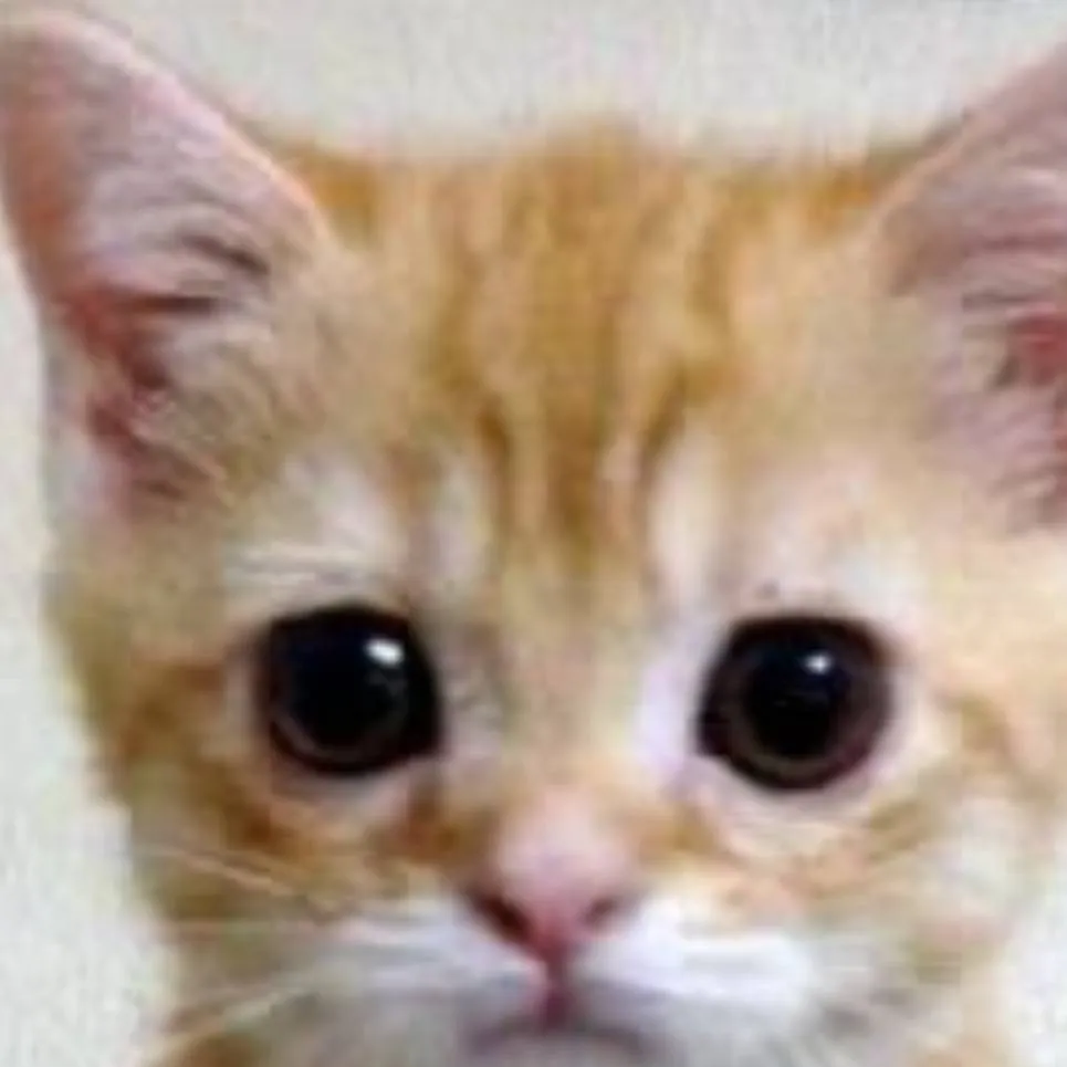 chat with ai character: lil kitten 