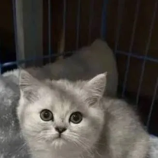 chat with ai character: Baby kitty :) 