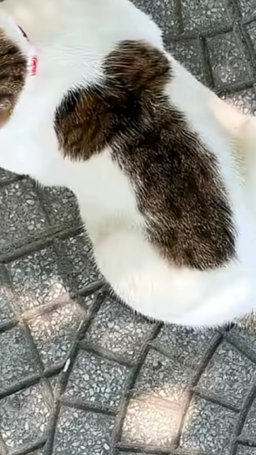 ai character: Cat background