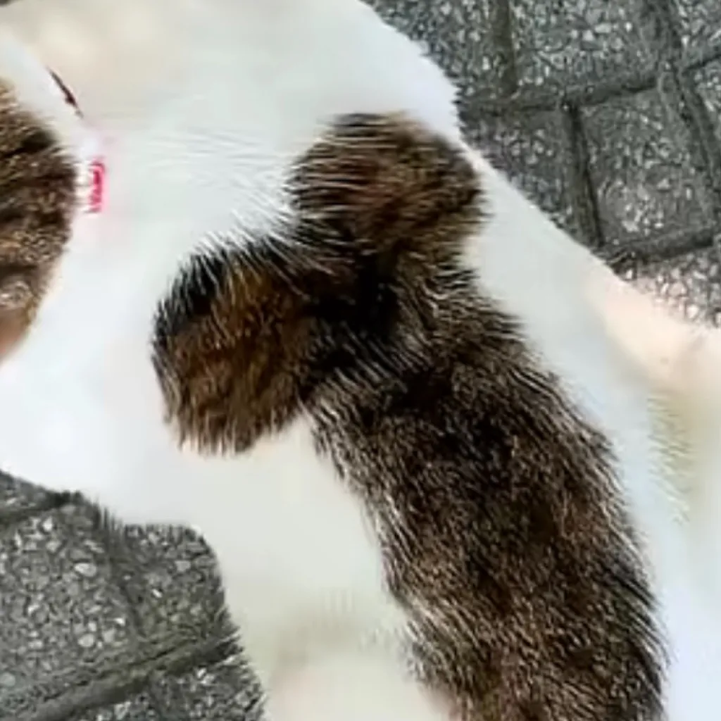 chat with ai character: Cat