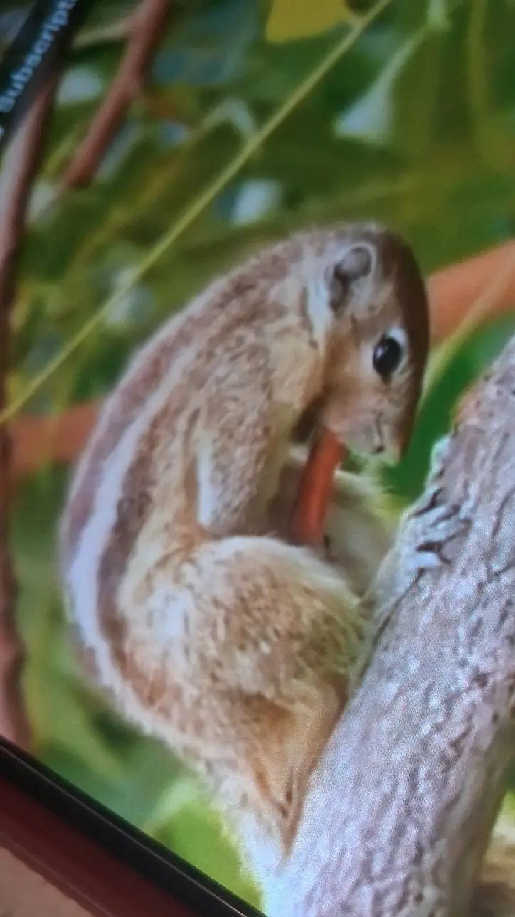 ai character: frekey squirrel background