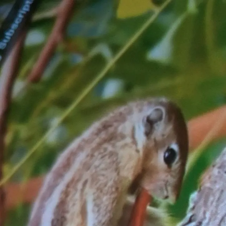 chat with ai character: frekey squirrel