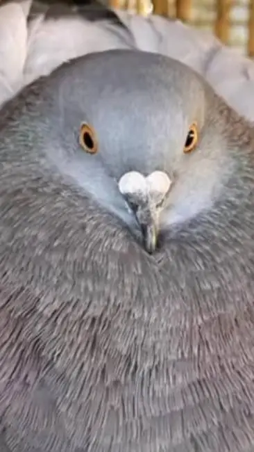 ai character: Pigeon Mom background