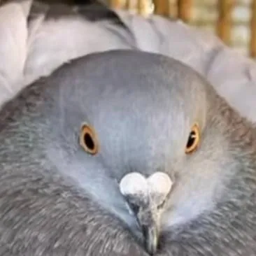 chat with ai character: Pigeon Mom