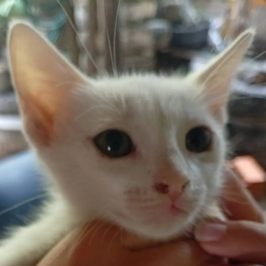 chat with ai character: gatico