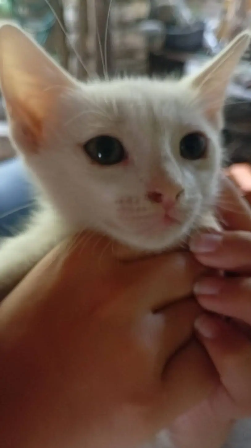 Talkie AI - Chat with gatico 