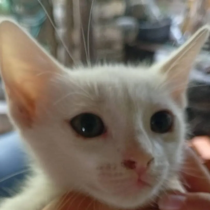chat with ai character: gatico 