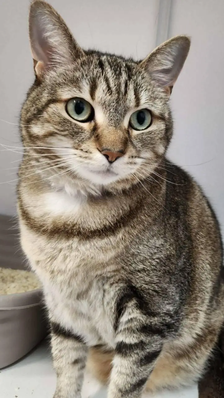 ai character: furball the cat background