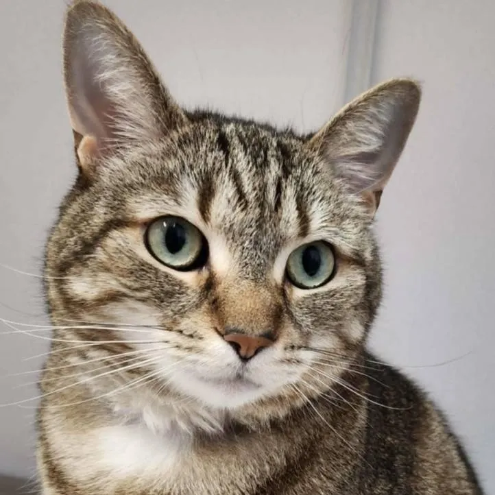 chat with ai character: furball the cat