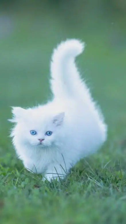 ai character: snowfluff  background