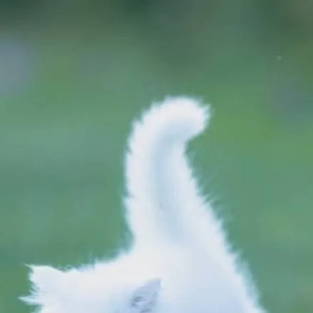 chat with ai character: snowfluff 