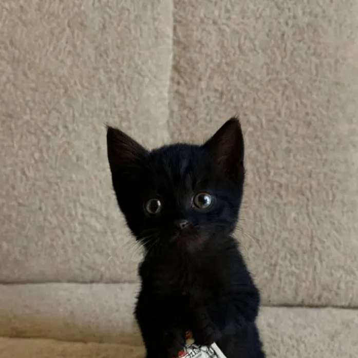 chat with ai character: kitten with $100