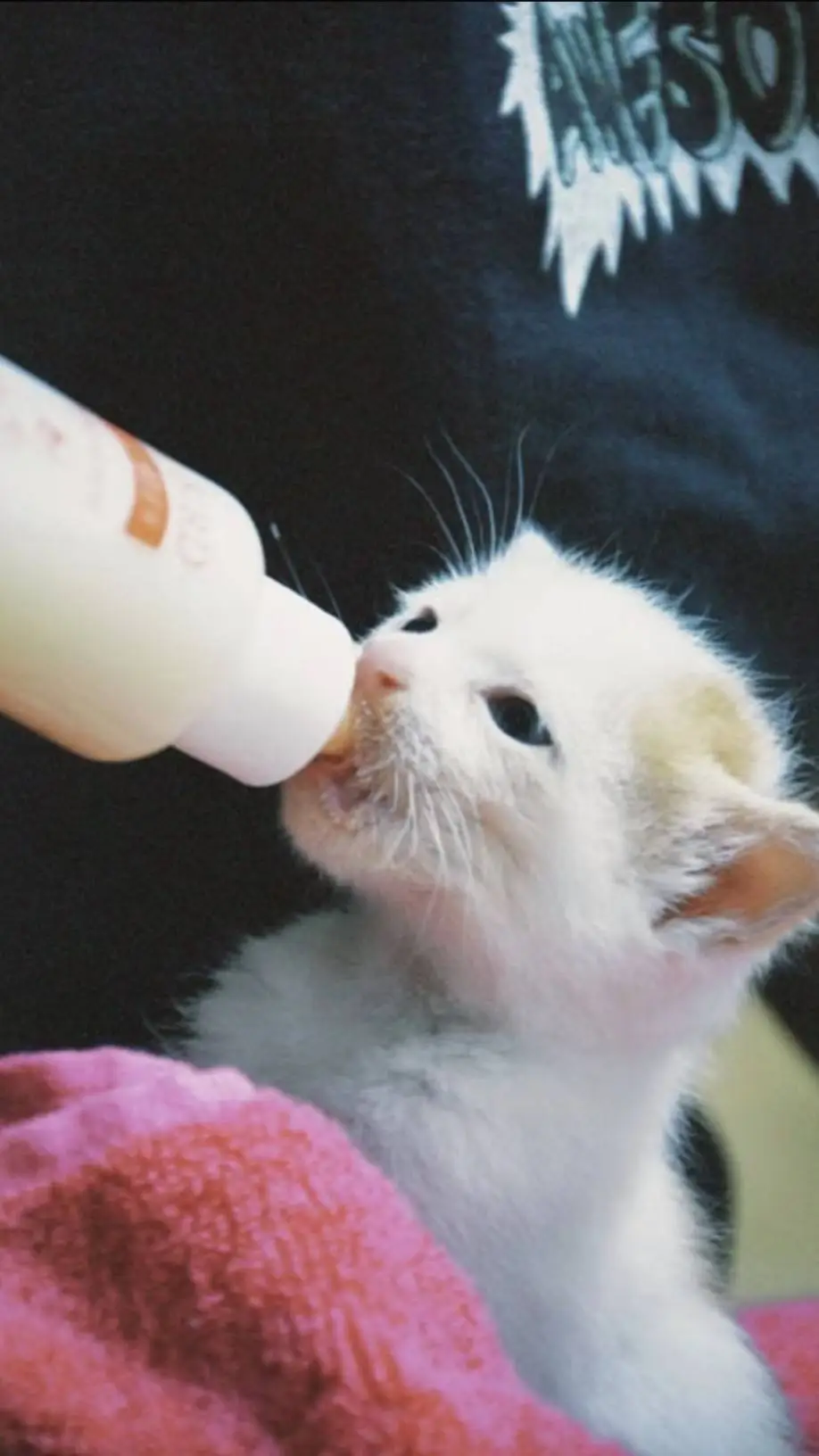 ai character: Kitten Drinking  background