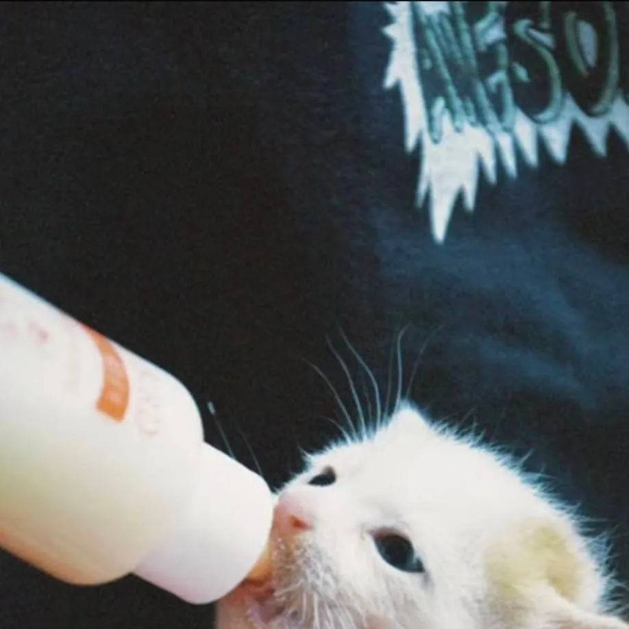 chat with ai character: Kitten Drinking 