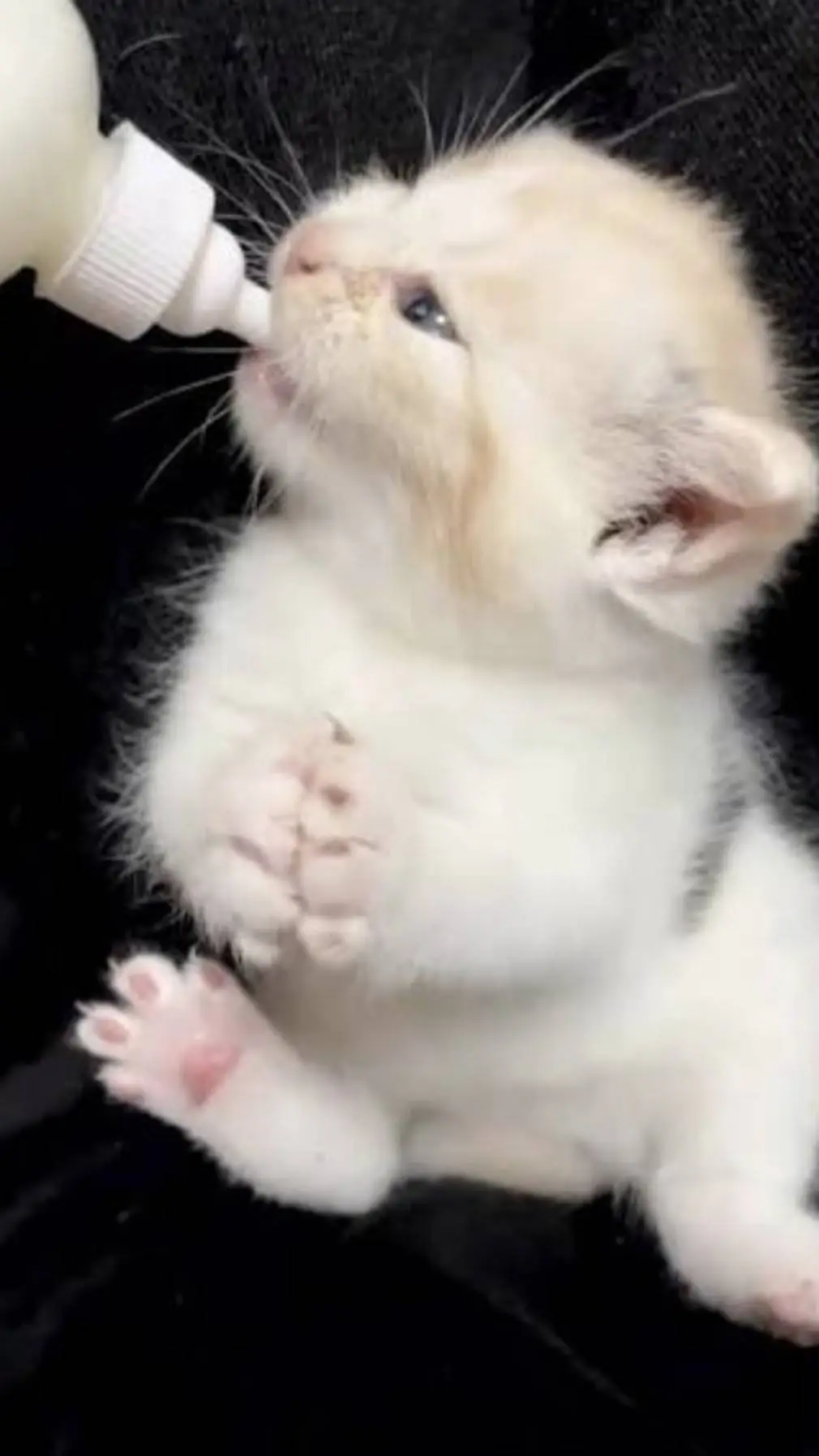 ai character: Cute Kitten background