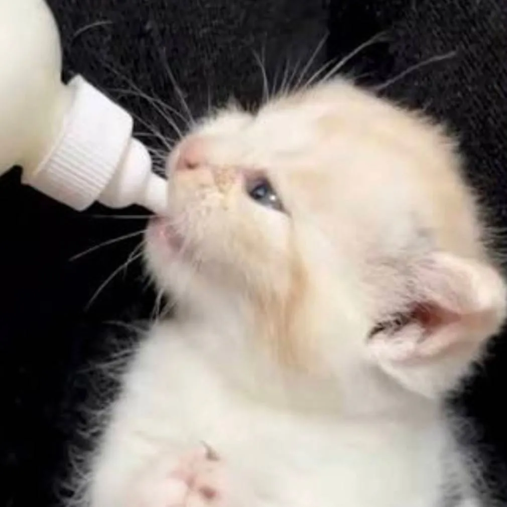 chat with ai character: Cute Kitten