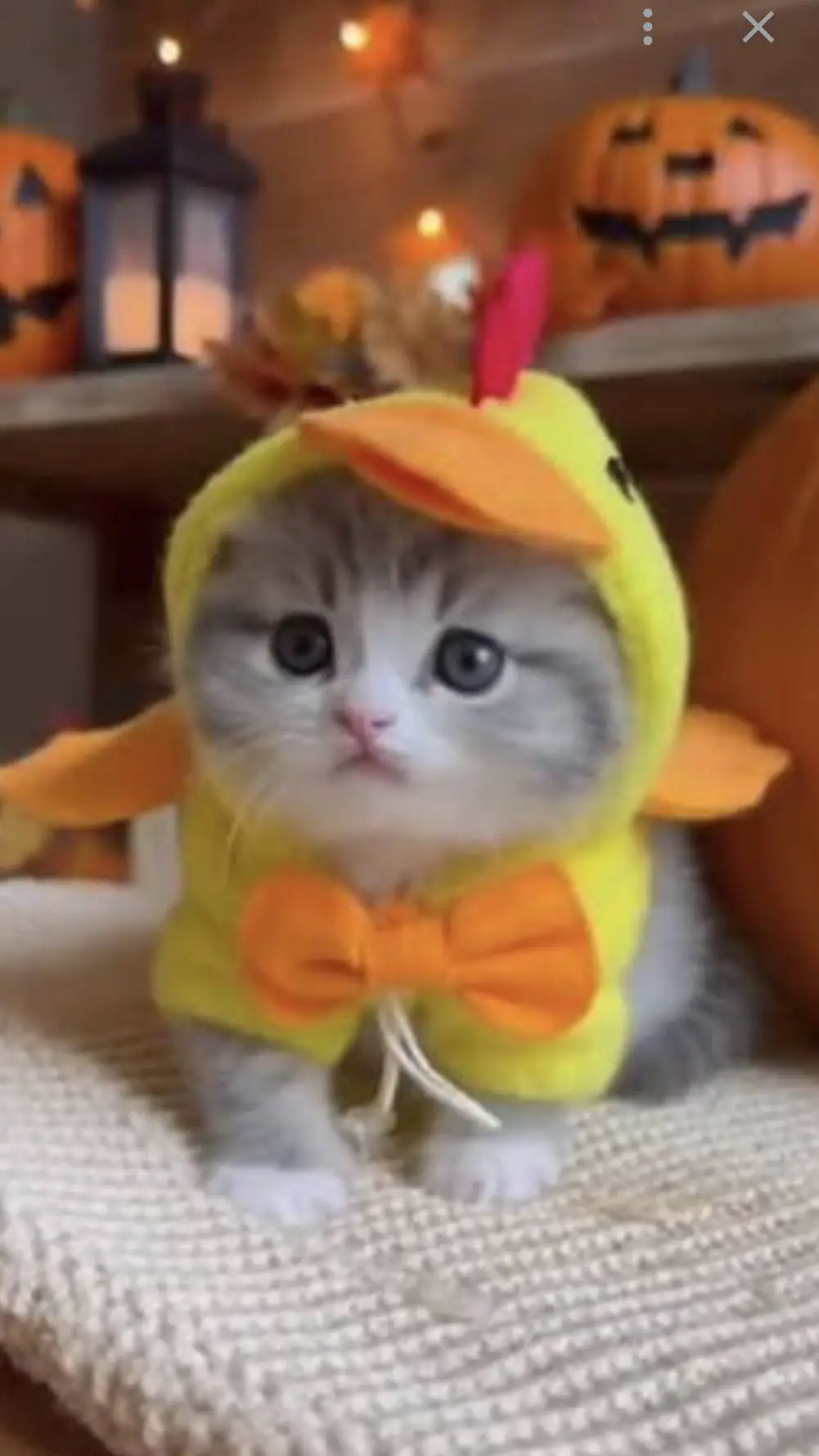 ai character: Cat Chicken Onesie background