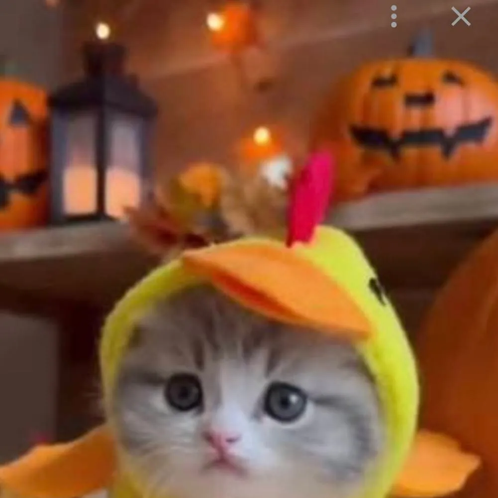 chat with ai character: Cat Chicken Onesie