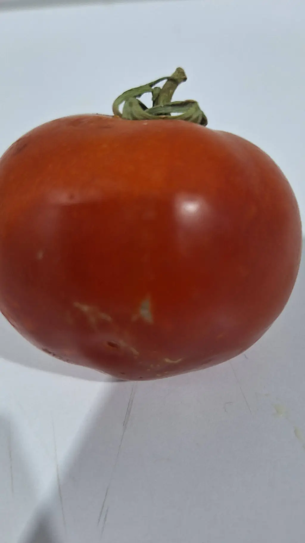 ai character: 𝑻𝒐𝒎𝒂𝒕𝒐 background