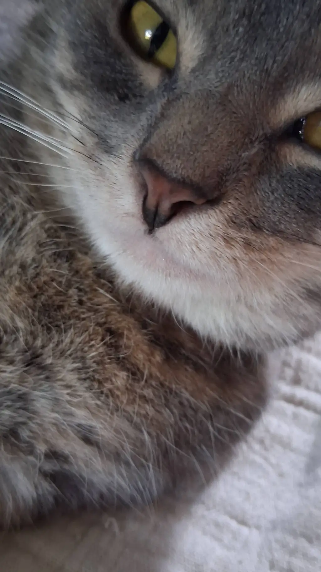 ai character: helpful kitty  background