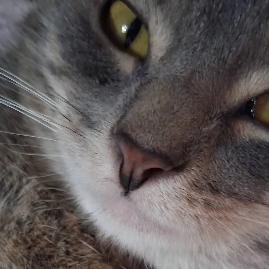 chat with ai character: helpful kitty 