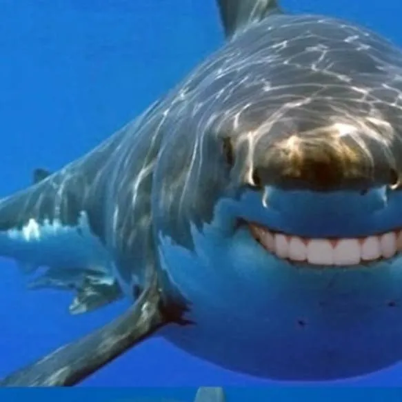 chat with ai character: sharks!!! (joke)