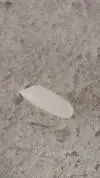 ai character: rice grain  background