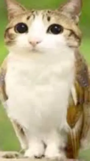ai character: meowl🥰🥰🥰🥰🥰 background