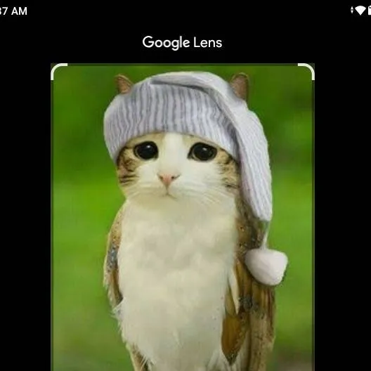 chat with ai character: MEOWLLLLLLLLL 