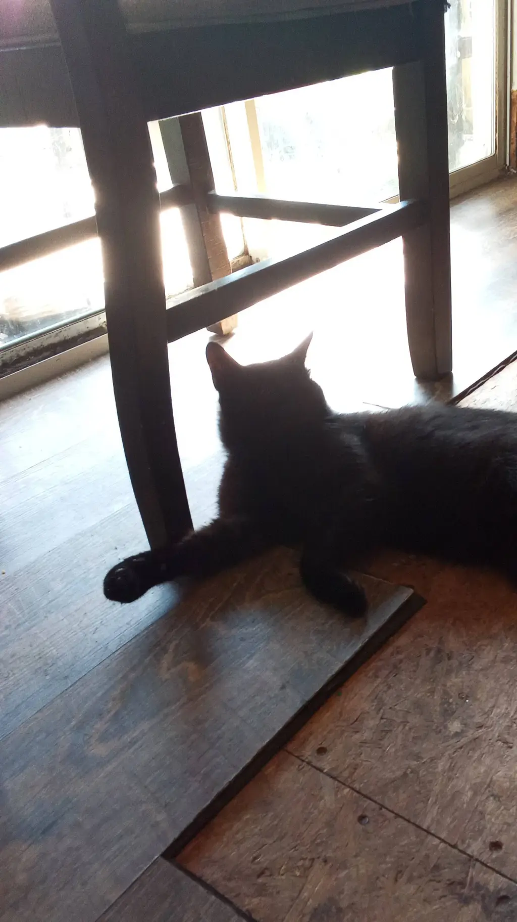 Talkie AI - Chat with the half cat 