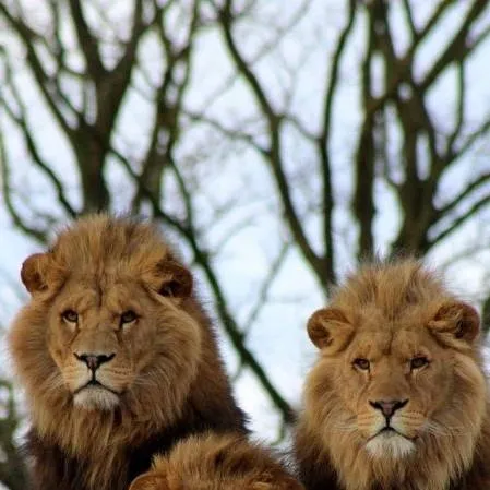 chat with ai character: leones 🦁😡