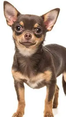 ai character: chihuahua background