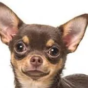 chat with ai character: chihuahua