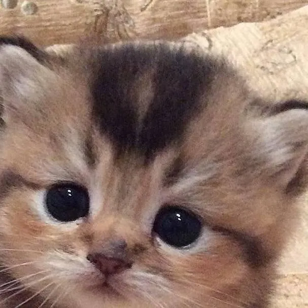 chat with ai character: Kitty Cat Meow