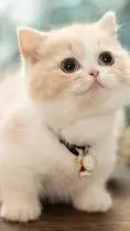 ai character: minu the cat background