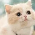 chat with ai character: minu the cat