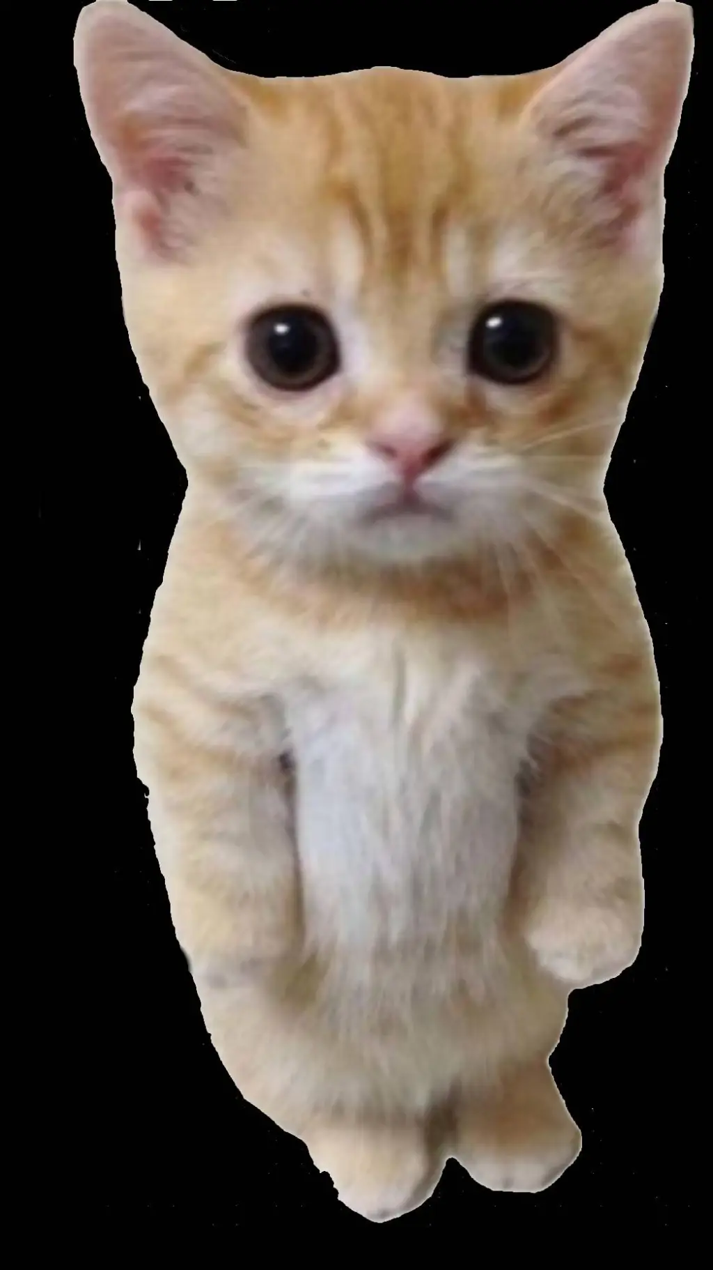 ai character: el gato background