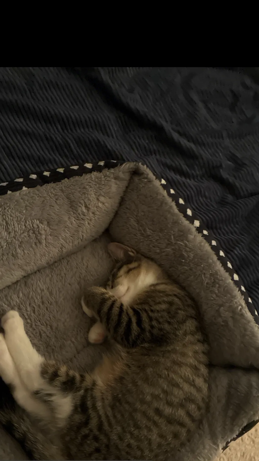ai character: Sleeping cat background