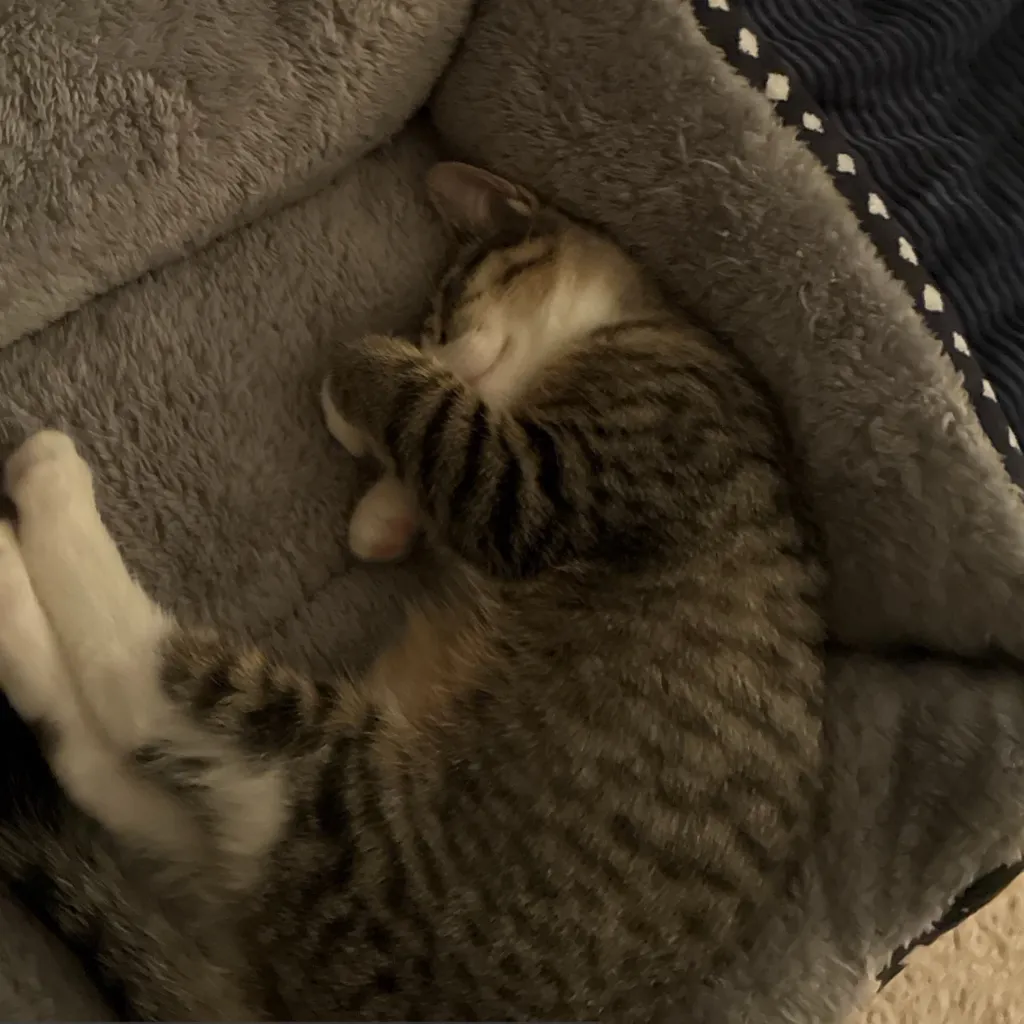 chat with ai character: Sleeping cat